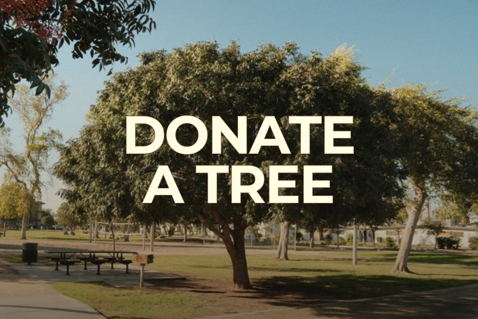 donate a tree flyer